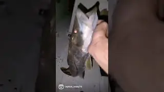 Snook Fishing with a bucktail Snook Jig North Florida style