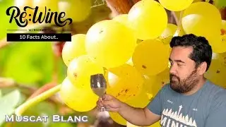 Muscat Blanc | Re:Wine w/bschwitty | 10 Facts About...