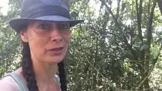 Road trip - Mount Glorious rainforest walk