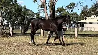 Lot 308 - Lean Mean Machine x Fragile Colt