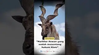 &ldquo;Tanduk spiralnya bukan hiasan, tapi simbol kekuatan di pegunungan.&rdquo;