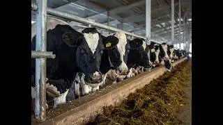 How Dairy Farmers in Kenya Are Making Money | Farmer Shares His Journey