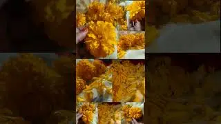 গাঁদা ফুল গাছ কিভাবে চাষ কররে 🌼❤️ #chocolate #asiancountry #crochet
