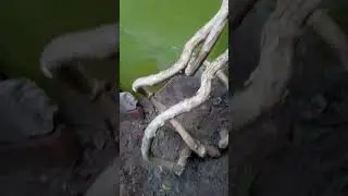 Root and stem #root #roots #plants