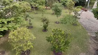Fruta do imperador pitangatuba e bananinha mangostin roxo enxerto jaca enxerto atemoia vermelha cajá