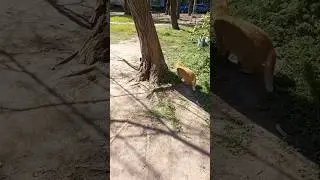 Спіймав!!🥰 /Caught you! ❤️😽🎀 #cat #hideandseek #spring #кошки