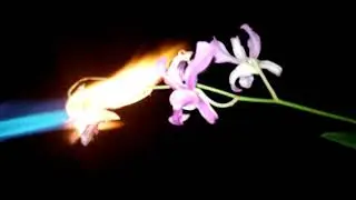 Purple Orchid Dendrobium Flowers vs gas blow torch vs test