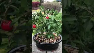 Dwarf Barbados Cherry aka Acerola Cherry Bonsai Tree