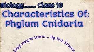 Characteristics of Phylum Cnidaria| Characteristics of Phylum Coelenterata