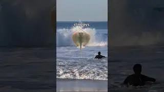 All Surfers Start Paddling in Knee Deep Water to Avoid One Thing.