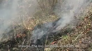 Ecology: Deforestation and Land Use