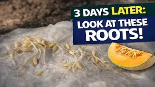 How to Germinate Melon Seeds FAST and Transplant to Soil &ndash; Cantaloupe Method