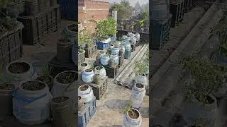 #terrice #garden # GORAKHPUR #best #gardening #gorakhpur # USE WEST CANTENER
