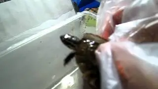 Malayan Box Turtle Care