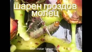 ВРЕДИТЕЛИ ПО ГРОЗДЕТО / ШАРЕН ГРОЗДОВ МОЛЕЦ/ Какво представлява той и способите за елиминирането му?