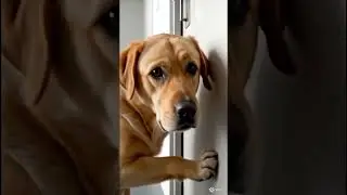 Эта дверь открывается только тогда, когда ты перестаешь пытаться 🚪🐶