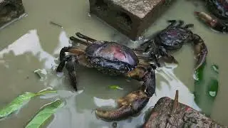 ក្ដាមស៊ីត្រកួន