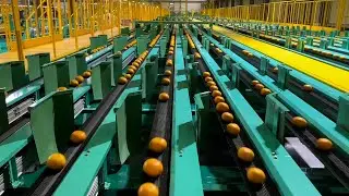 ＜動画deしずおか＋＞ミカン識別🍊ＡＩにおまかせ