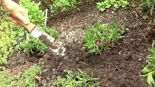 Part 1 of a Tour through my Delaware Garden