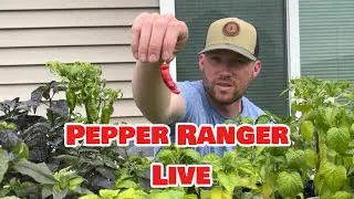 White Thai X Peter Pepper F2 Tasting