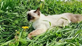HOW TALIYA the Kitten Discovered a SECRET Garden of Springtime Delights!😽🌿❤️