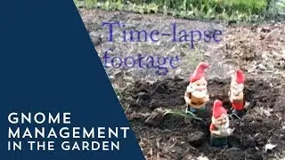 Gnome Management in the Garden