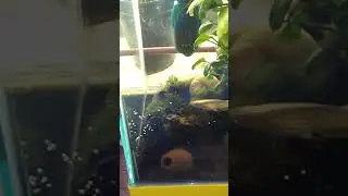 My golden panchax(killifish) spawning...