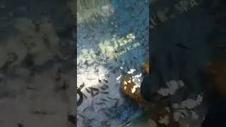 Fish Pedicure | Fish Spa | Foot massage #shorts #satisfying #relaxing #fun