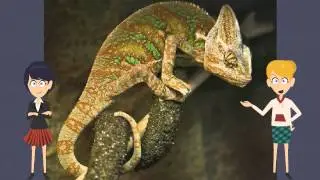 Interesting Music Video Book For Kids About Lizards
