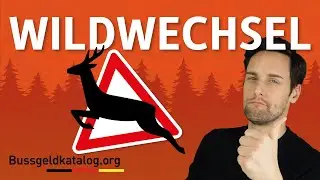Wildwechsel: 4 Tipps f&uuml;r die Begegnung mit Reh, Wildschwein und Co.!🦊🐗🦝