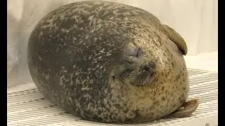 Round Ringed Seal　ワモンアザラシのユキちゃん、まんじゅうみたい