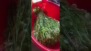 Урожай зеленухи на Реальной Даче!