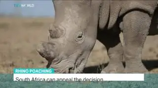 TRT World: Rhino breeder John Hume talks to TRTWorld on rhino horn selling