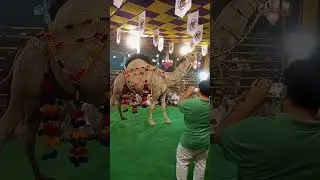 most beautiful camel 🐪 | Biggest camel 2k24 🏆 | Mandi in Faisalabad 🥰