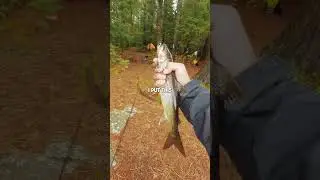 Catching Breakfast