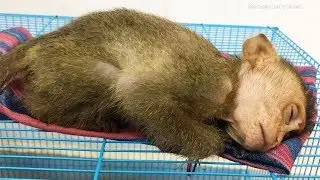 So Cute When Baby Monkey Alex Sleep | Alex Want me to be around him