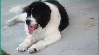 Newfoundland Dog | Newfoundland | Newfie | #30