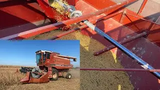 Combining beans 2025 (1460 combine)