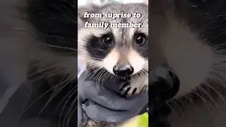 Unexpected Blessings: The Story of a Family and Their Raccoon Companion #heartwarmingstory #family