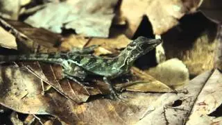 Adapting Anolis  - A film by Tom Rowland