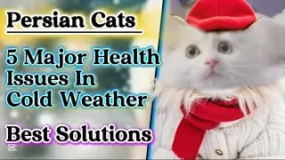 Persian cats five major health issues in cold weather & solutions|how to protect your cats from cold