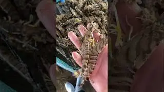 Freshly Harvested Flower Shrimp from a Muddy Pond &ndash; China Farm Footage 👀