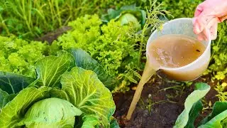 Plants Explode Overnight! The Incredible Power of Fruit Peels Liquid Fertilizer