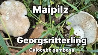 Maipilz/Georgsritterling - Pilze unter der Lupe
