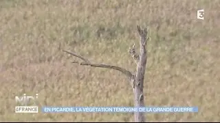 En Picardie, la végétation témoigne de la Grande Guerre