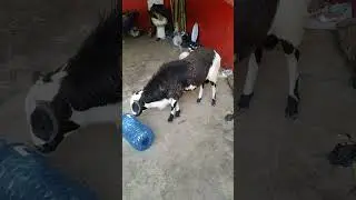 Это коза или овца?