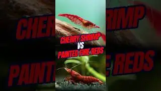 В чем разница между креветками CHERRY и окрашенными огненно-красными креветками?