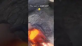 This saw is HUNGRY!! 🤤 #youtube#youtubeshorts #video #husquvarna #shorts#short #logging #trending