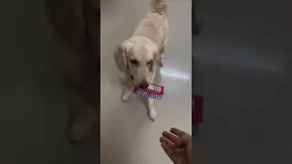 Meanwhile Dog Lover Me😂 #vjsiddhu#vjsiddhuvlog#vjsiddhuvlogs #trending