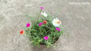 How to grow table rose /  pathu Mani plant care